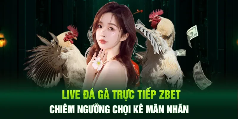 Live đá gà trực tiếp zbet chiêm ngưỡng chọi kê mãn nhãn