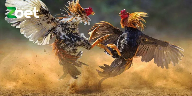 Giới thiệu sảnh đá gà của zbet